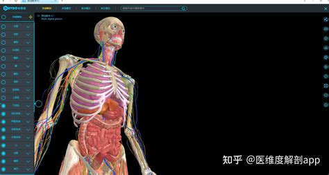 3dbody三维免费人体解剖软件,3d人体医学解剖软件免费缩略图