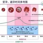 排卵日计算器(排卵日查询计算器2023)缩略图