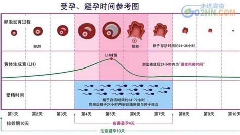 排卵日计算器(排卵日查询计算器2023)缩略图