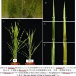 植物变异,植物变异大招版缩略图