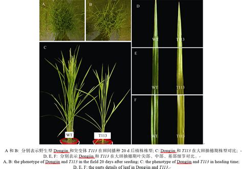 植物变异,植物变异大招版缩略图