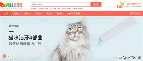 猫猫交易平台,猫猫交易平台推荐缩略图