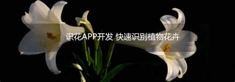 识别花草,识别花草的app缩略图