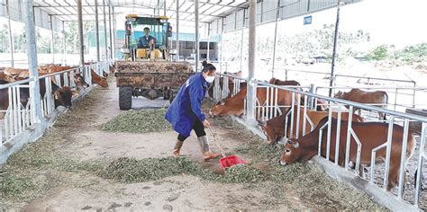 养牛致富(养牛致富带头人先进事迹)缩略图