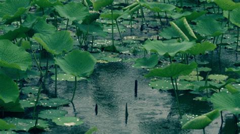 青春期的五月雨,青春期的五月雨游戏缩略图