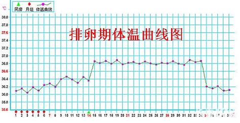 女性排卵期计算器(女性排卵期计算器测试准确吗)缩略图