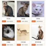 猫品种识别(猫品种识别在线)缩略图