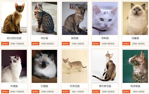 猫品种识别(猫品种识别在线)缩略图