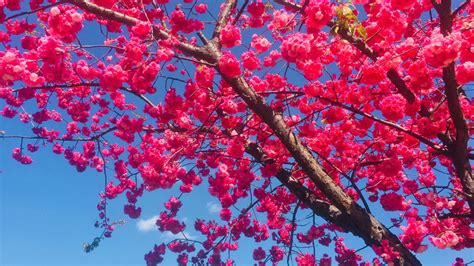 樱花学园(樱花校园模拟器)缩略图