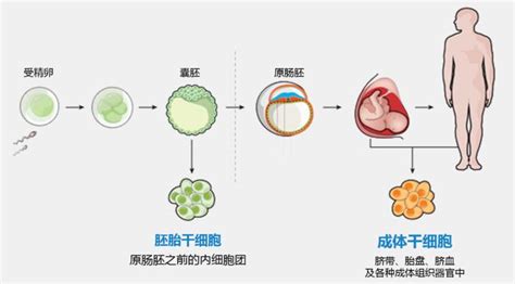 细胞进化,细胞进化游戏缩略图