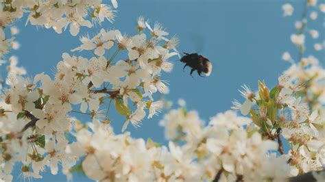 像素蜜蜂(像素蜜蜂app)缩略图