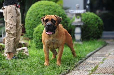 猛犬俱乐部(猛犬俱乐部官方网站)缩略图