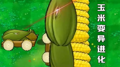 玉米加农炮,玉米加农炮怎么种植缩略图