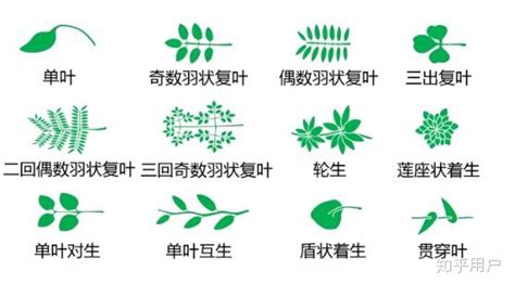 植物识别在线(植物识别在线扫一扫)缩略图