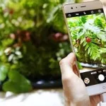 图片识别植物(图片识别植物的app)缩略图