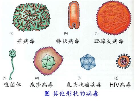 病毒种类(病毒种类分为哪三种)缩略图