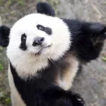 熊猫视频app,熊猫视频免费版下载缩略图