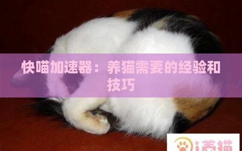 猫加速器(酷喵游戏加速器)缩略图